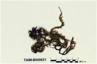 藏品(崛川氏蔓苔)的圖片